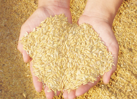 アメリカでの米の生産　精米・保管
