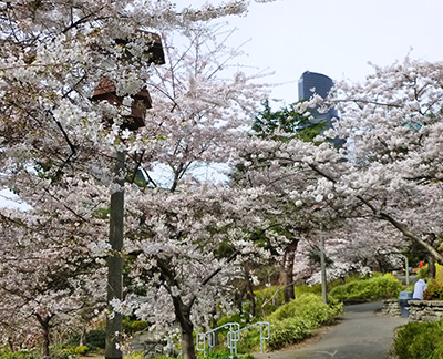 神戸テラスの桜