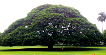 オアフ島にある「この木なんの木」のネムノキ