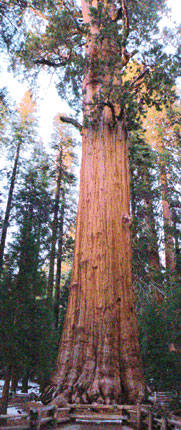 シャーマン将軍の木と名付けられたジャイアント・セコイア