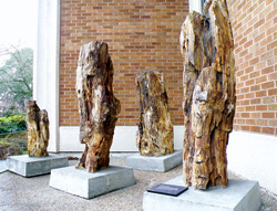 ワシントン大学構内バークミュージアムの外の一角に展示してある石化木