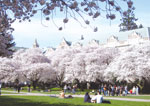 ワシントン大学の桜