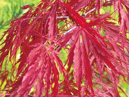 Lace Leaf Maple