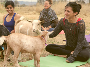 Goat Yoga