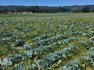 Sauvie Island Farms