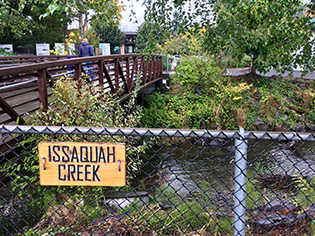 The Issaquah Salmon Hatchery