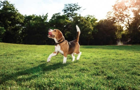 犬をアメリカで飼う