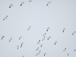 ハクガン（Snow Geese）