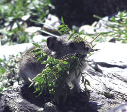 パイカ（Pika、日本名：ナキウサギ）