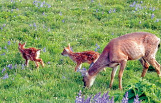 オリンピック国立公園、ハリケーン・リッジにて