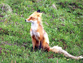 アラスカ、デナリ国立公園のキツネ