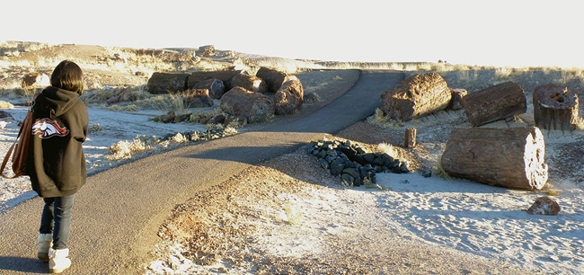 化石の森国立公園（Petrified Forest National Park）