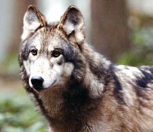 動物との出合い 3 オオカミ アメリカ北西部 自然探訪 Youmaga Com By ライトハウス シアトル