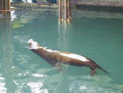 Sea Lion（トド）