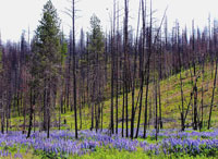 山火事の後の草花