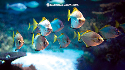 ナショナル水族館