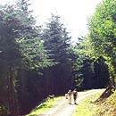 Cougar Mountain Regional Wildland Park