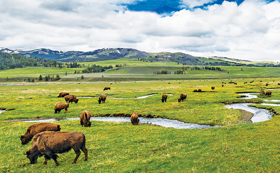 Lamar Valley バイソン