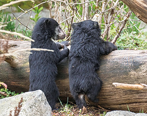 ウッドランド・パーク動物園