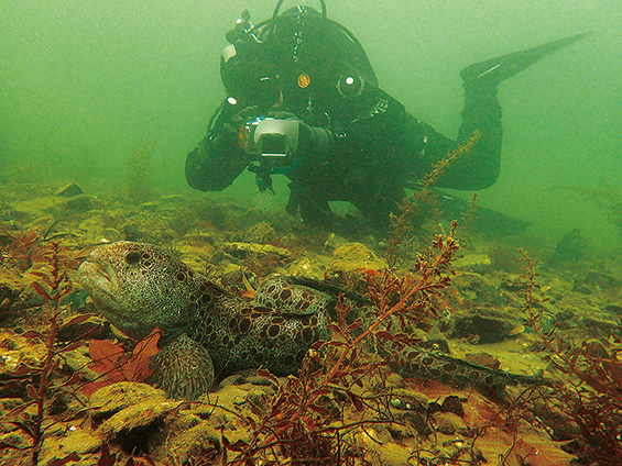 オリンピック半島のHood Canal。北の珍魚、オオカミウオ