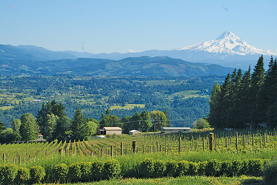 Cathedral Ridge Winery