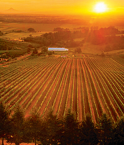 Evening Land Vineyards