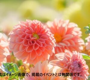 dahlia image