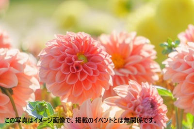 dahlia image