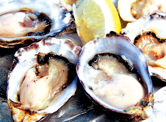 Kusshi Oyster