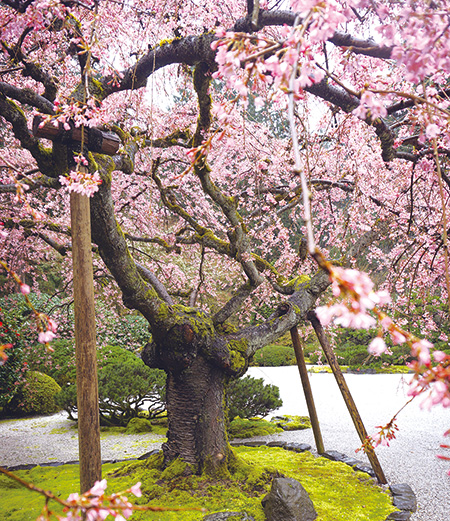 枝垂れ桜