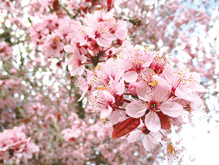 Flowering Plum