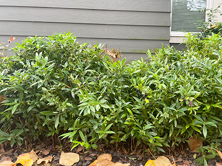 サルココッカの植え込み