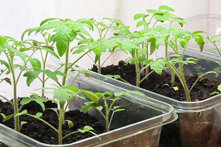 トマトの発芽