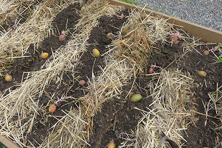 じゃがいもの種