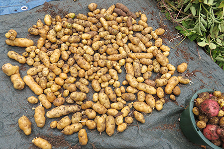 じゃがいもの収穫