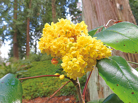 オレゴングレープMahonia aquifolium