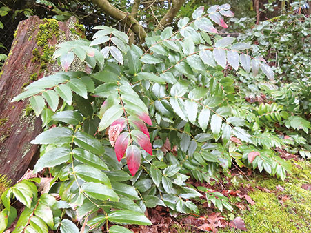  オレゴングレープ　Dwarf Oregon Grage（Mahonia nervosa