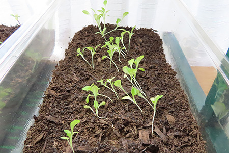 プランターでレタス作り