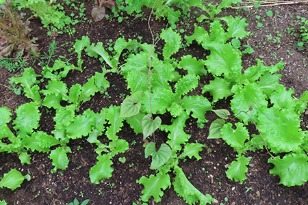 レタスの移植
