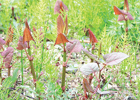 イタドリの新芽