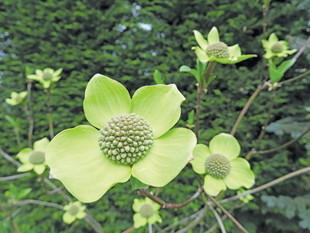 Pacific Dogwood セイガンヤマボウの花