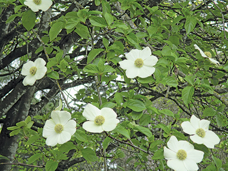 シPacific Dogwood セイガンヤマボウの花