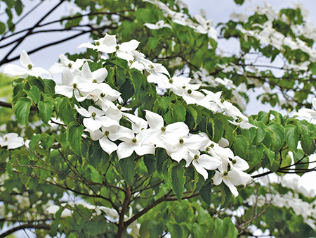 Pacific Dogwood セイガンヤマボウの花