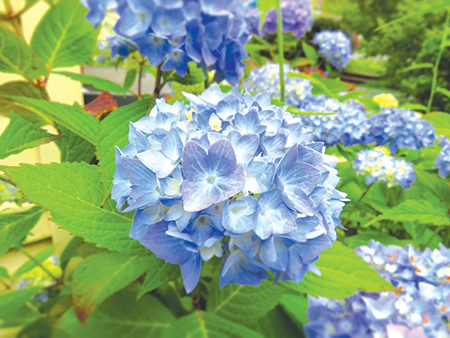 Endless Summer Hydrangea