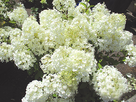 Oak Leaf Hydrangea