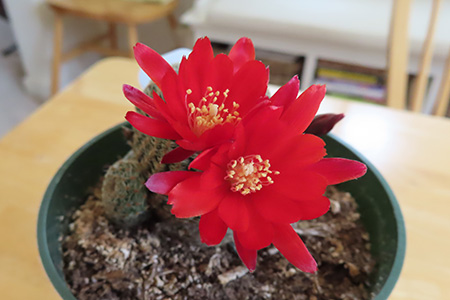 サボテンの花