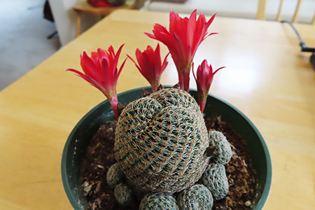 サボテンの花