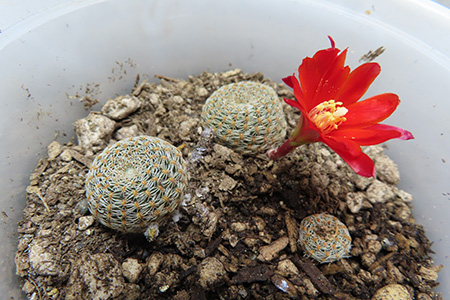 子サボテンからも小さいお花が