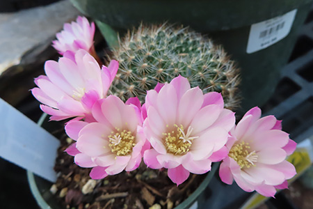 サボテンの花