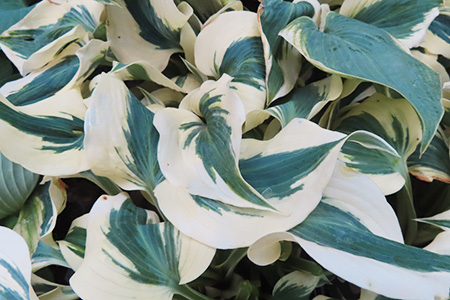 El Nino Hosta